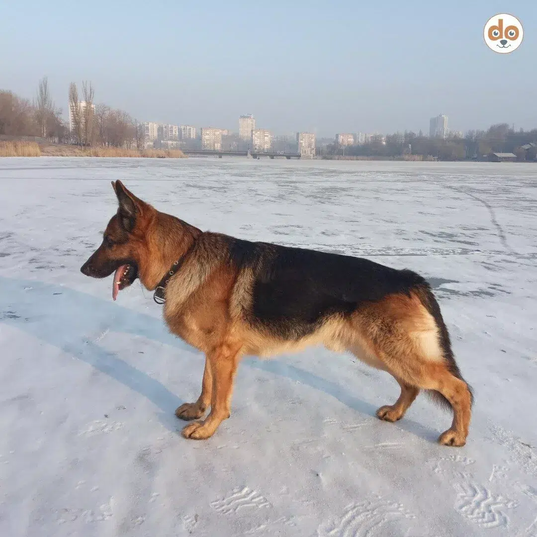 Deutscher Schäferhund von der Seite mit abfallender Rückenlinie