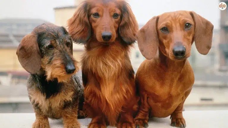 Drei Dackel Varianten von links nach rechts: Drahthaar, Langhaar, Kurzhaar