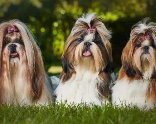 Drei langhaarige Shih Tzu mit Haarspangen