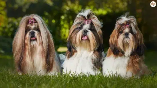 Drei langhaarige Shih Tzu mit Haarspangen