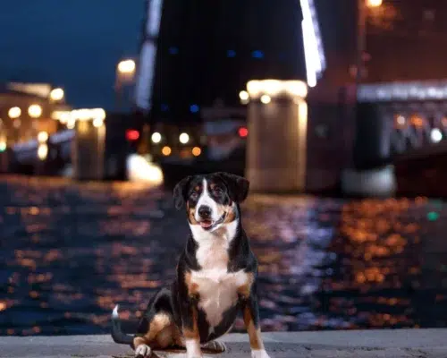 Urbane Hundefotografie Entlebucher Sennehund bei Nacht an städtischer Uferpromenade