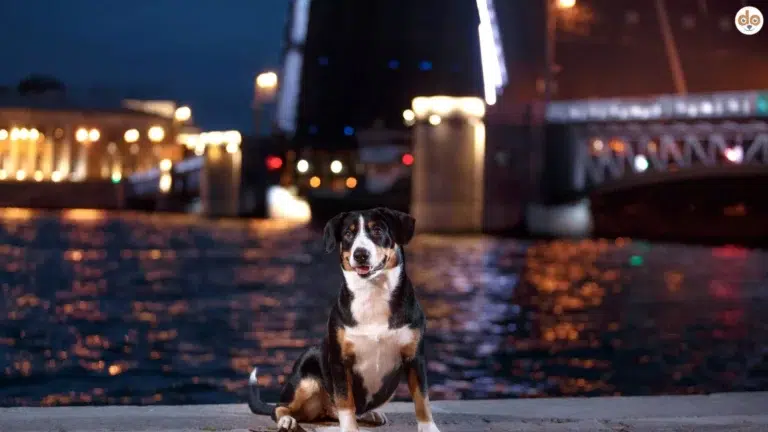 Urbane Hundefotografie Entlebucher Sennehund bei Nacht an städtischer Uferpromenade