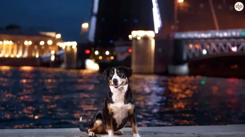Urbane Hundefotografie: Mitten in der Stadt, mitten im Leben