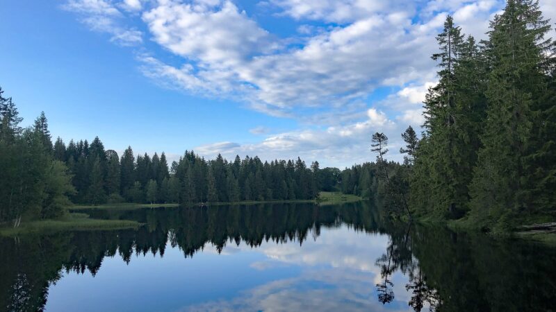 Étang de la Gruère: Moorsee in den Freibergen