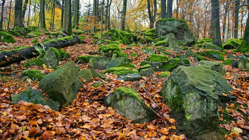 Felsenmeer Lautertal-Reichenbach: der sichere Waldweg neben den Felsen