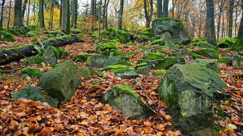 Felsenmeer Lautertal-Reichenbach: der sichere Waldweg neben den Felsen