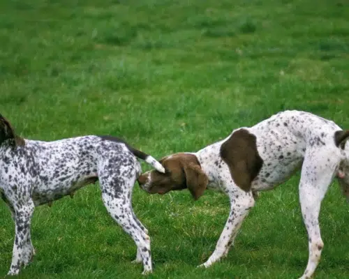 Französische Vorstehhunde Pointer Rüde schnüffelt an Hündin Hundevater Vaterrolle