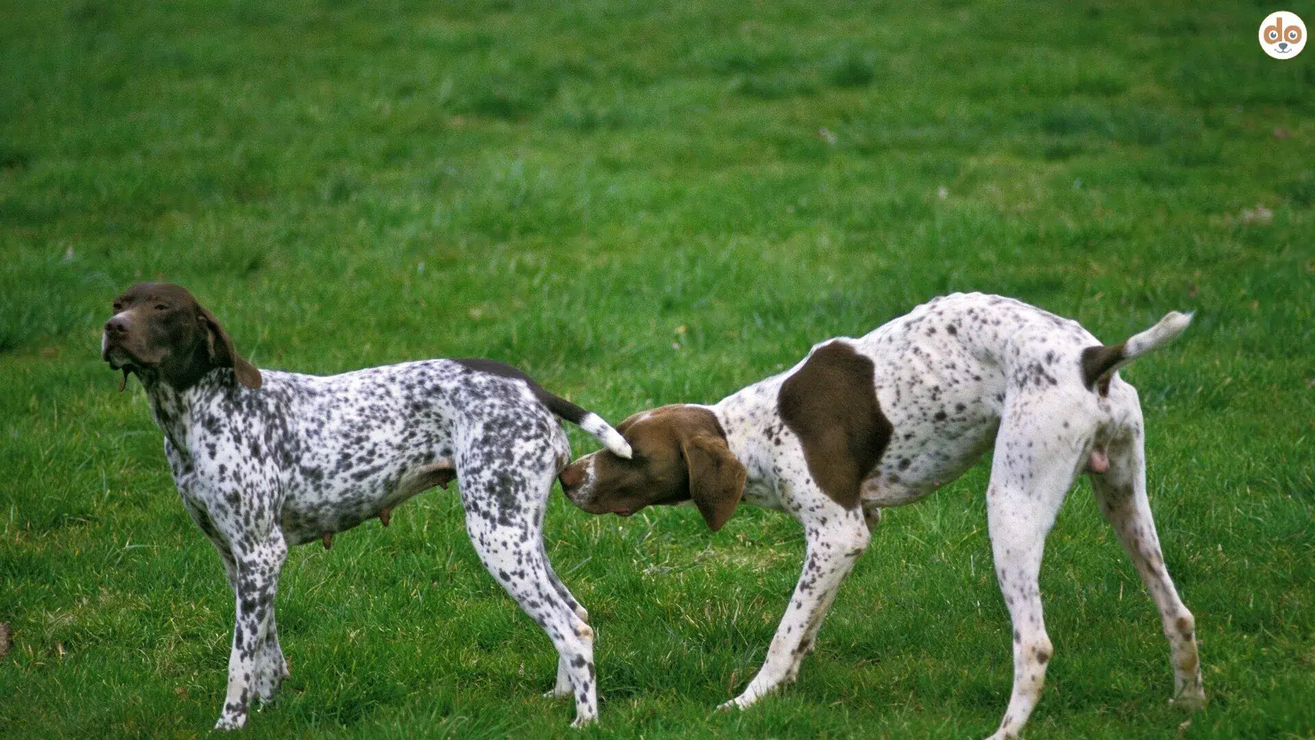 Französische Vorstehhunde Pointer Rüde schnüffelt an Hündin Hundevater Vaterrolle