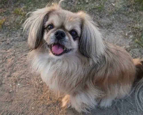 Rasse Pekinese schaut nach oben in die Kamera
