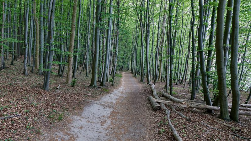 Hochuferweg Jasmund: über den Kreidefelsen zum Königsstuhl