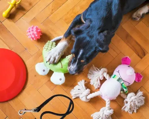 Hund umgeben von Trainingsspielzeugen
