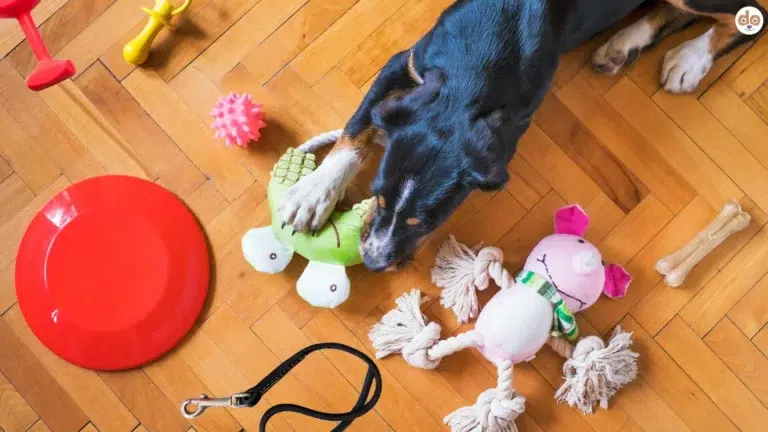 Hund umgeben von Trainingsspielzeugen
