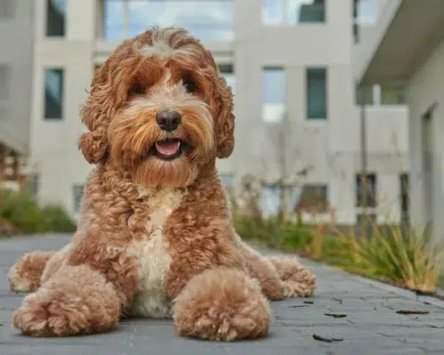 Stadthund Labradoodle liegt vor Wohnhaus Siedlung auf Gehweg