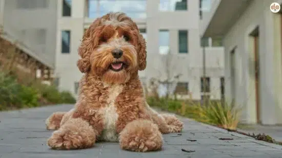 Stadthund Labradoodle liegt vor Wohnhaus Siedlung auf Gehweg