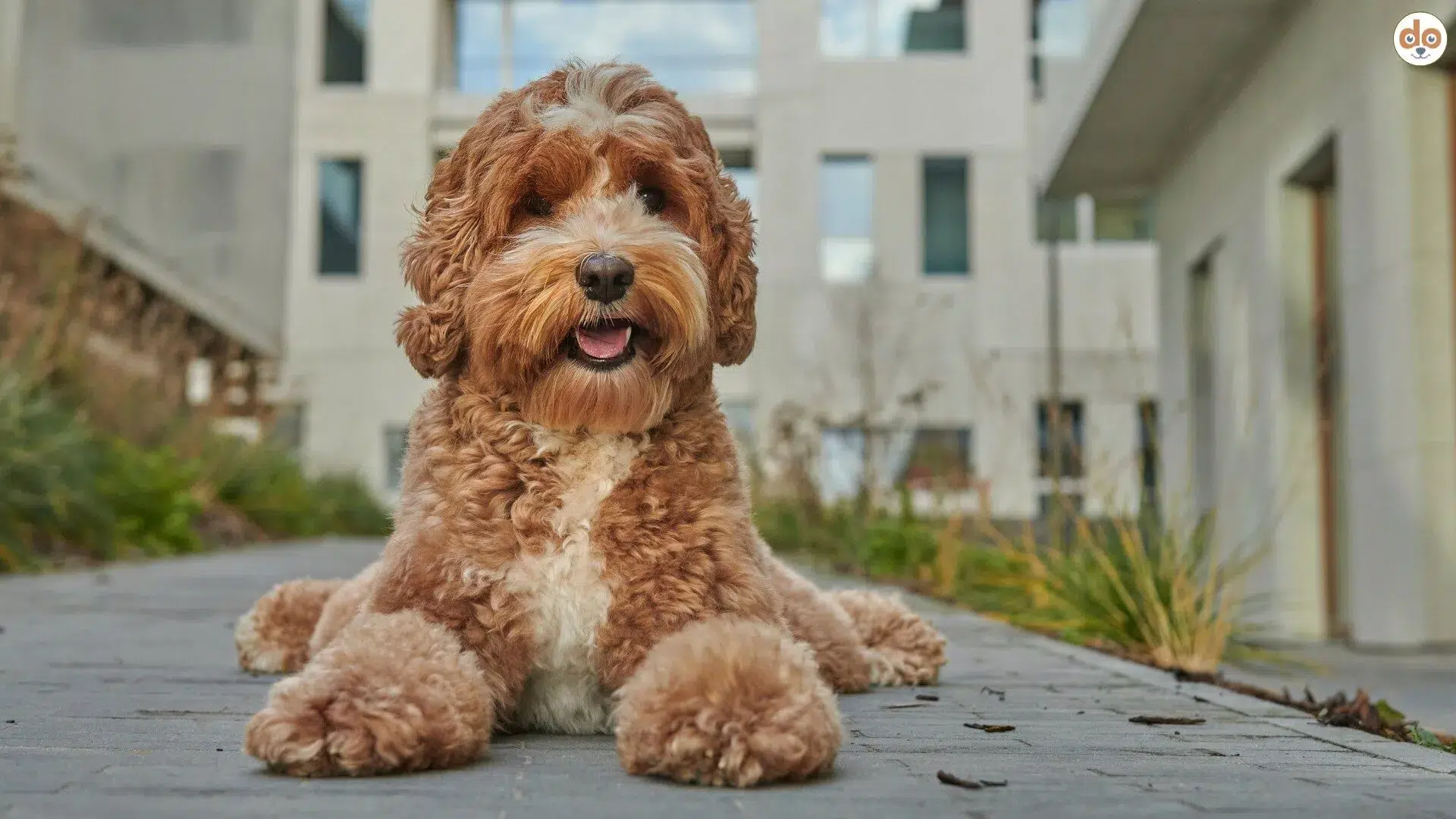Stadthund Labradoodle liegt vor Wohnhaus Siedlung auf Gehweg