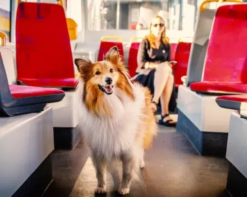 Mit Hund in öffentlichen Verkehrsmitteln, Langhaarcollie in Bus oder Bahn