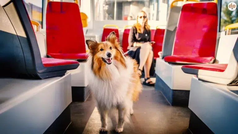 Mit Hund in öffentlichen Verkehrsmitteln, Langhaarcollie in Bus oder Bahn