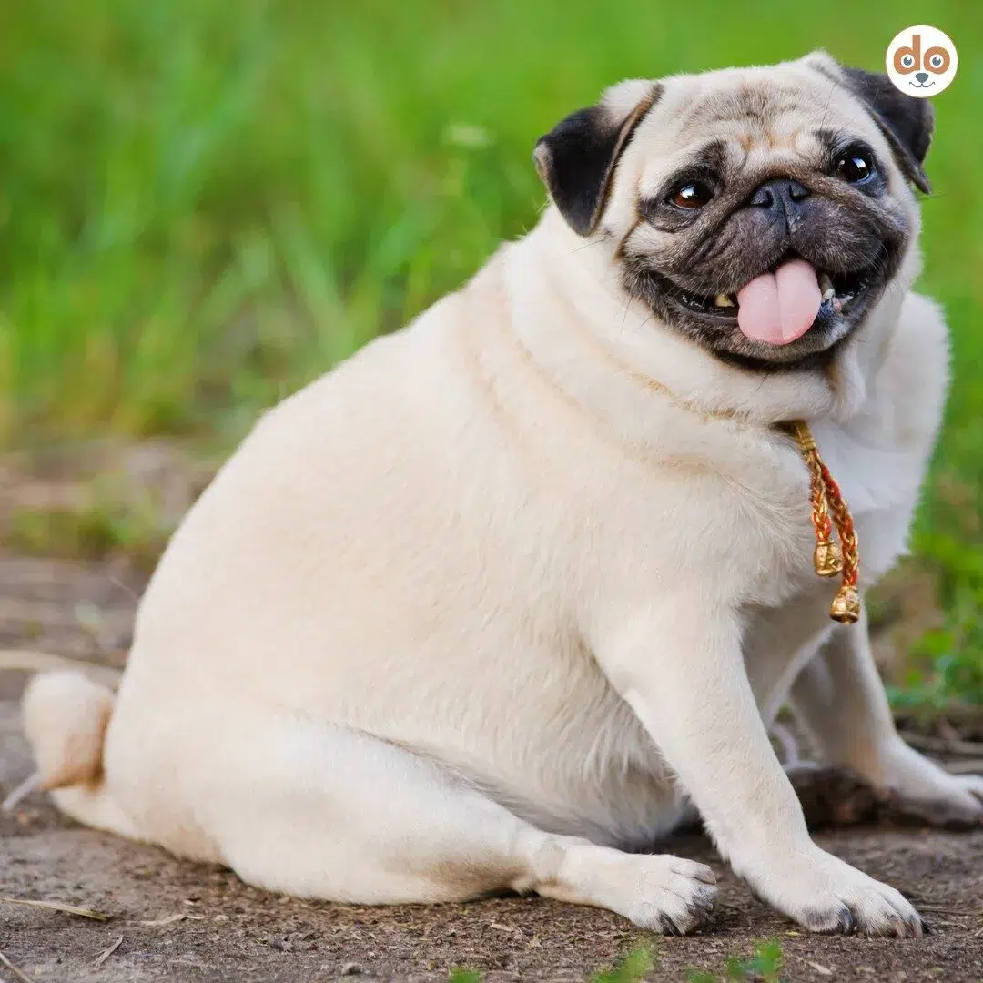 Ein häufiges Problem beim Mops ist Übergewicht