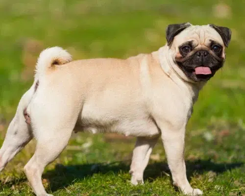 Seitenansicht Mops Pug Dog auf Wiese