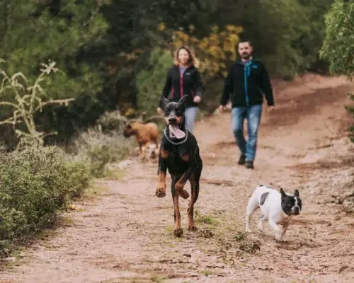 Paar geht mit drei verschiedenen Hunden auf Waldweg spazieren, Rassen die sich nicht unbedingt als Familienhunde eignen