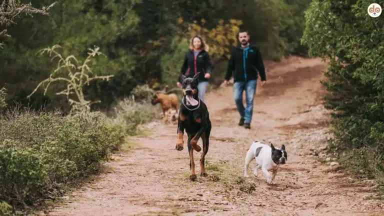 Paar geht mit drei verschiedenen Hunden auf Waldweg spazieren, Rassen die sich nicht unbedingt als Familienhunde eignen