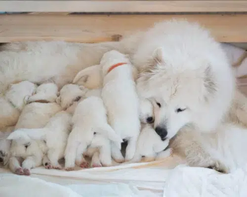 Samojede Hundemutter mit ihrem Wurf Welpen in der Wurfkiste