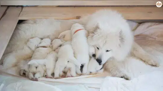 Samojede Hundemutter mit ihrem Wurf Welpen in der Wurfkiste