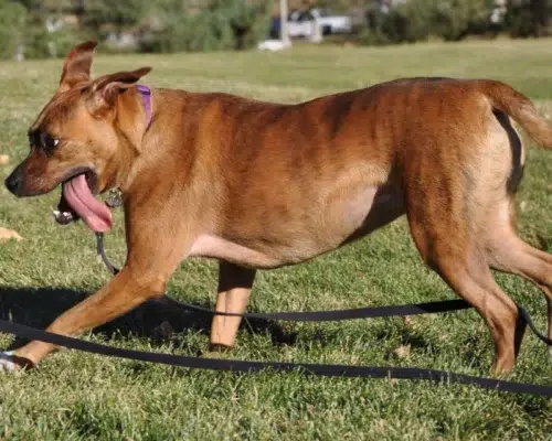 Hund mit Schleppleine beim Spielen auf der Wiese