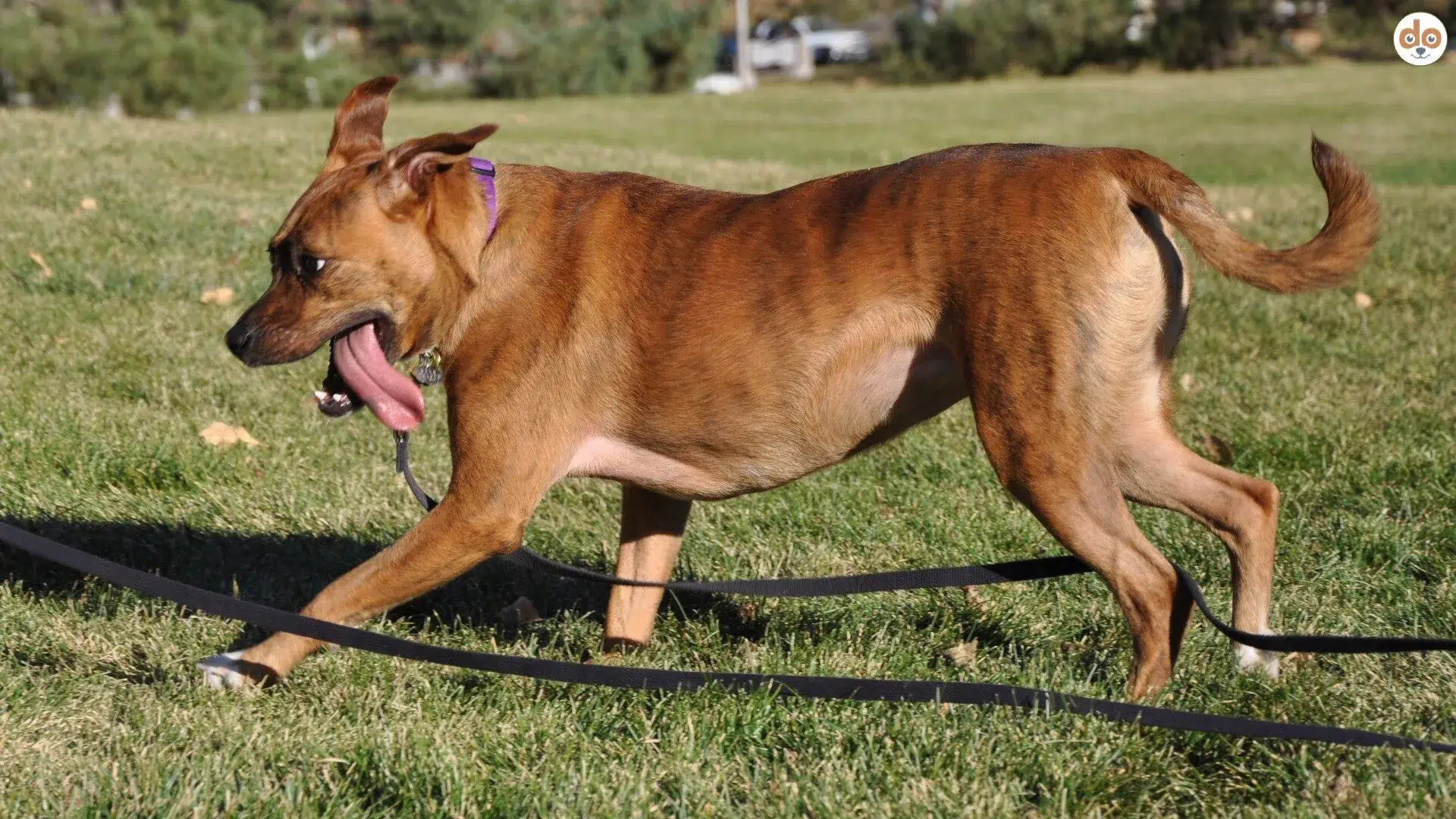 Hund mit Schleppleine beim Spielen auf der Wiese