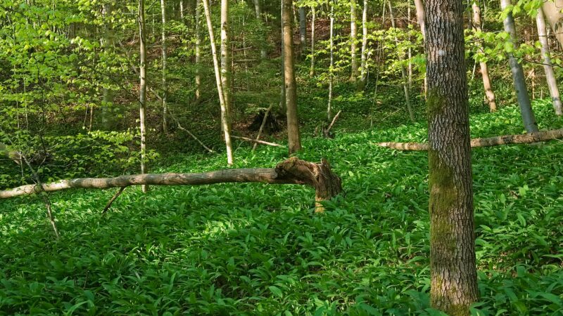 Sihlwald: Waldwildnis vor den Toren Zürichs