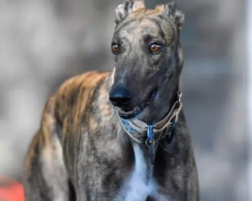 Spanischer Windhund