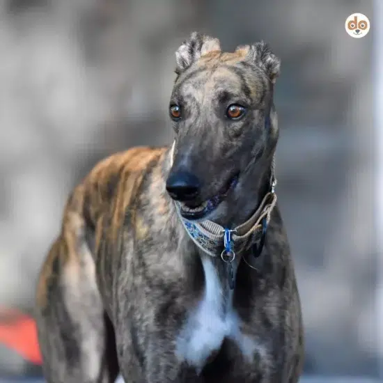 Spanischer Windhund