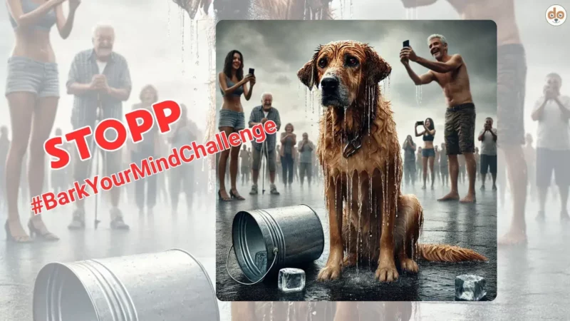 „Ice Bucket Challenge 2025“ mit Hund? Diesen Trend auf keinen Fall mitmachen!