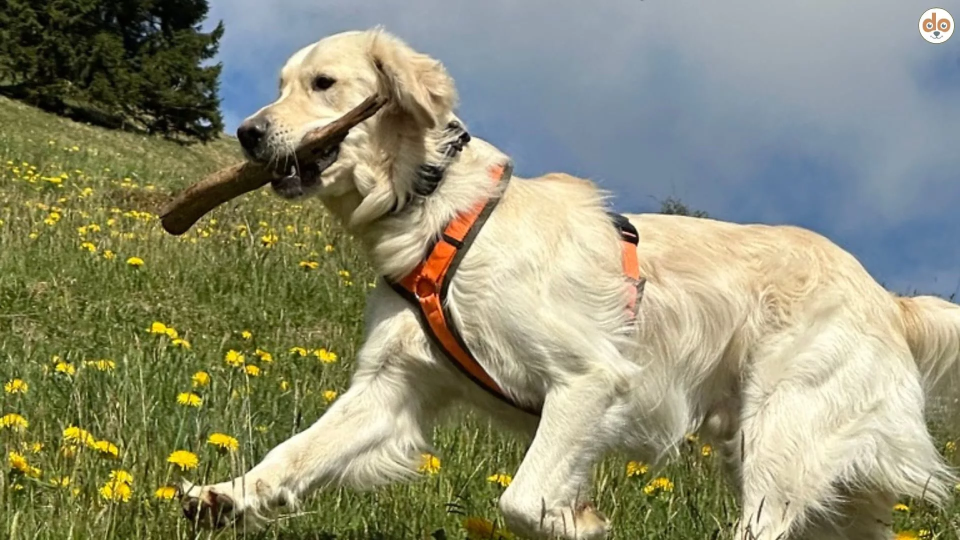 Sunny mit Ast in den Bergen