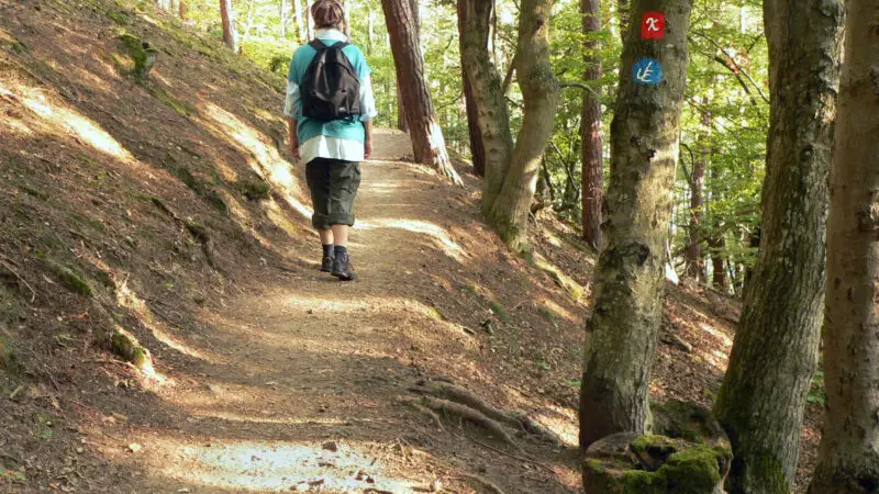 Urwaldsteig Edersee: durch den Nationalpark Kellerwald - urwaldsteig edersee