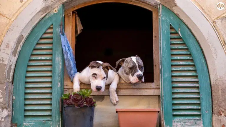 Zwei Stadthunde schauen durch das Fenster eines Hauses