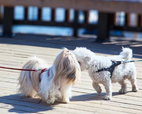 Zwei kleine Hunde an der Leine beschnuppern sich, Hundebegegnung in der Stadt