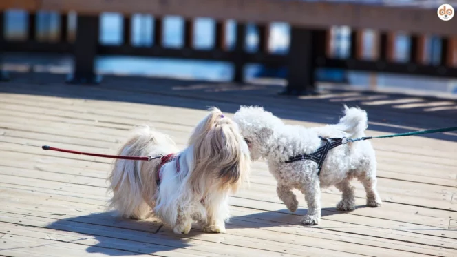 Zwei kleine Hunde an der Leine beschnuppern sich, Hundebegegnung in der Stadt
