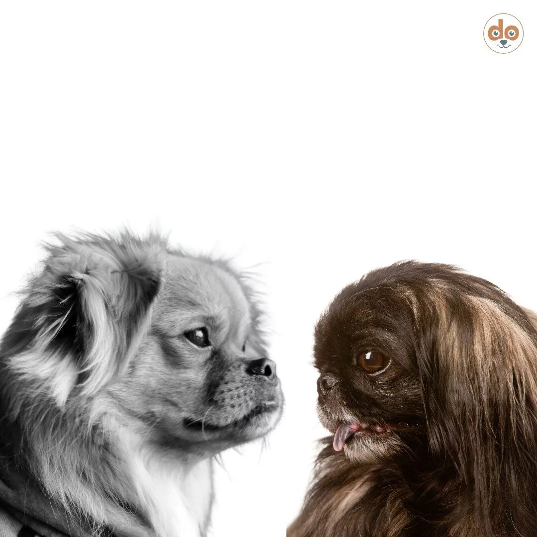 Pekinese im Vergleich kurzköpfig und normal lange Schnauze