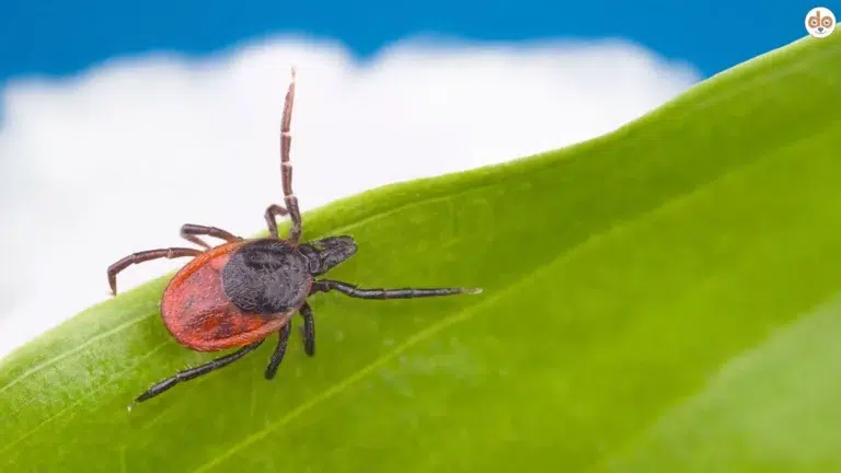 Auwaldzecke - Babesiose