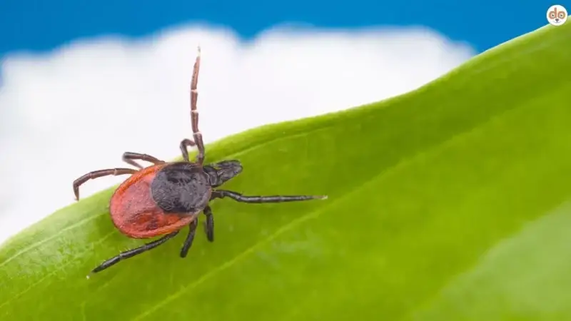 Hundemalaria (Babesiose): Wie gefährlich ist sie – und wie kannst Du Deinen Hund schützen?