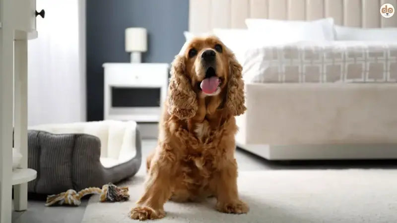 Mit Hund im Hotel: Häufige Fragen & praktische Tipps
