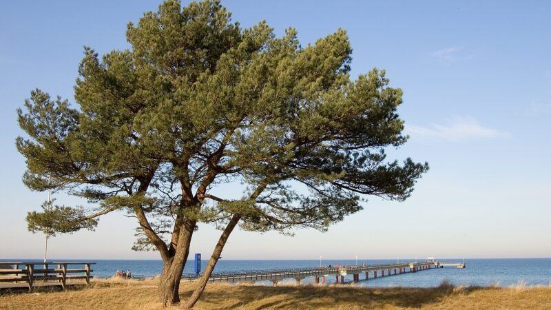 Darßer Weststrand ab Prerow: Windflüchter, Urwald und Leuchtturm