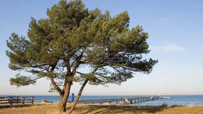 Darßer Weststrand ab Prerow: Windflüchter, Urwald und Leuchtturm