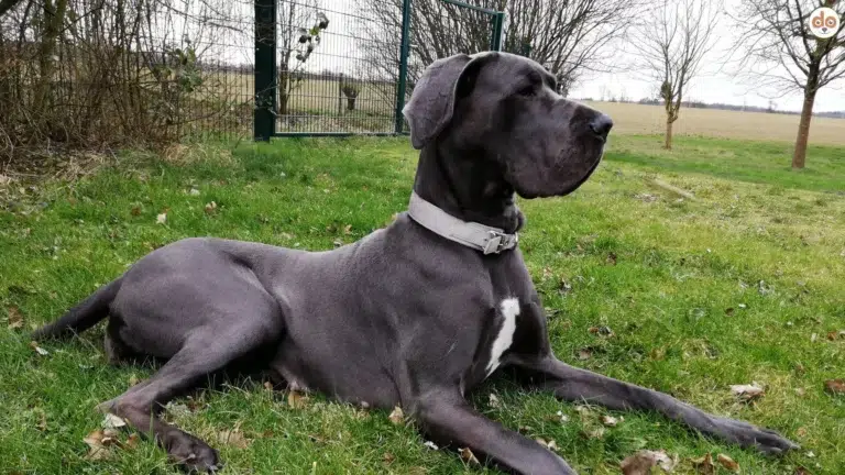 Deutsche Dogge Great Dane Blue Line