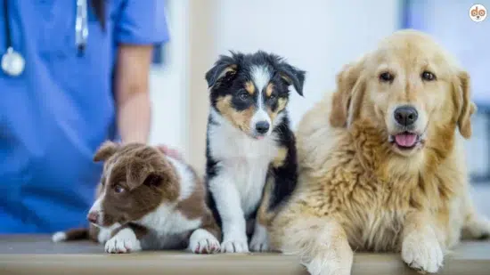 Drei Hunde beim Tierarzt Australian Shepherds Golden Retriever Behandlungsauftrag