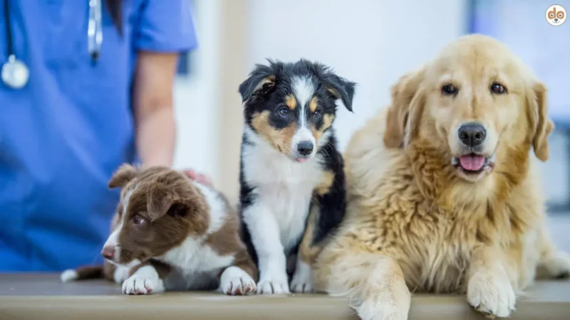 Drei Hunde beim Tierarzt Australian Shepherds Golden Retriever Behandlungsauftrag