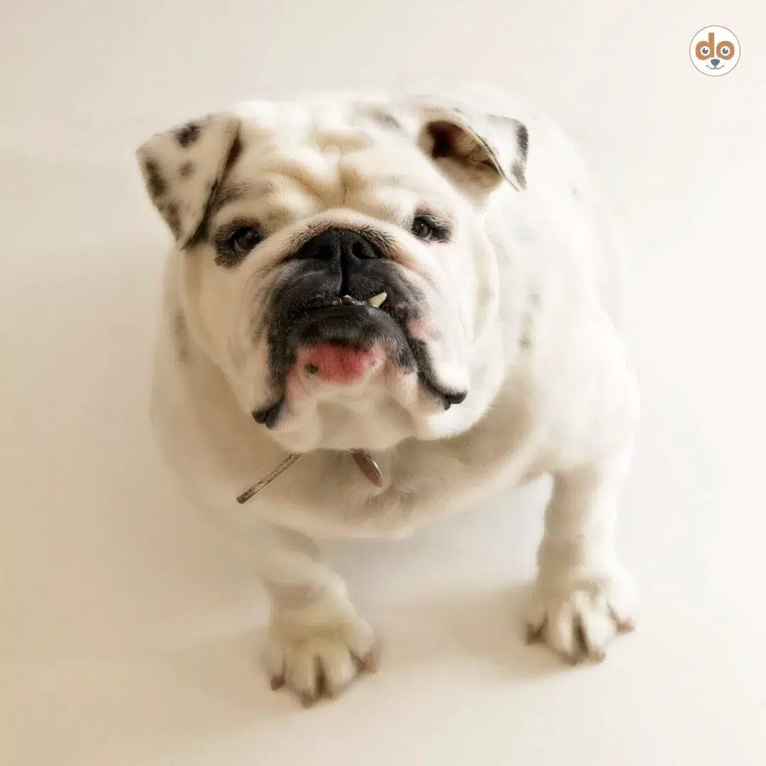 englische bulldogge zahn kieferfehlstellung Englische Bulldogge mit Zahnfehlstellung im Unterkiefer