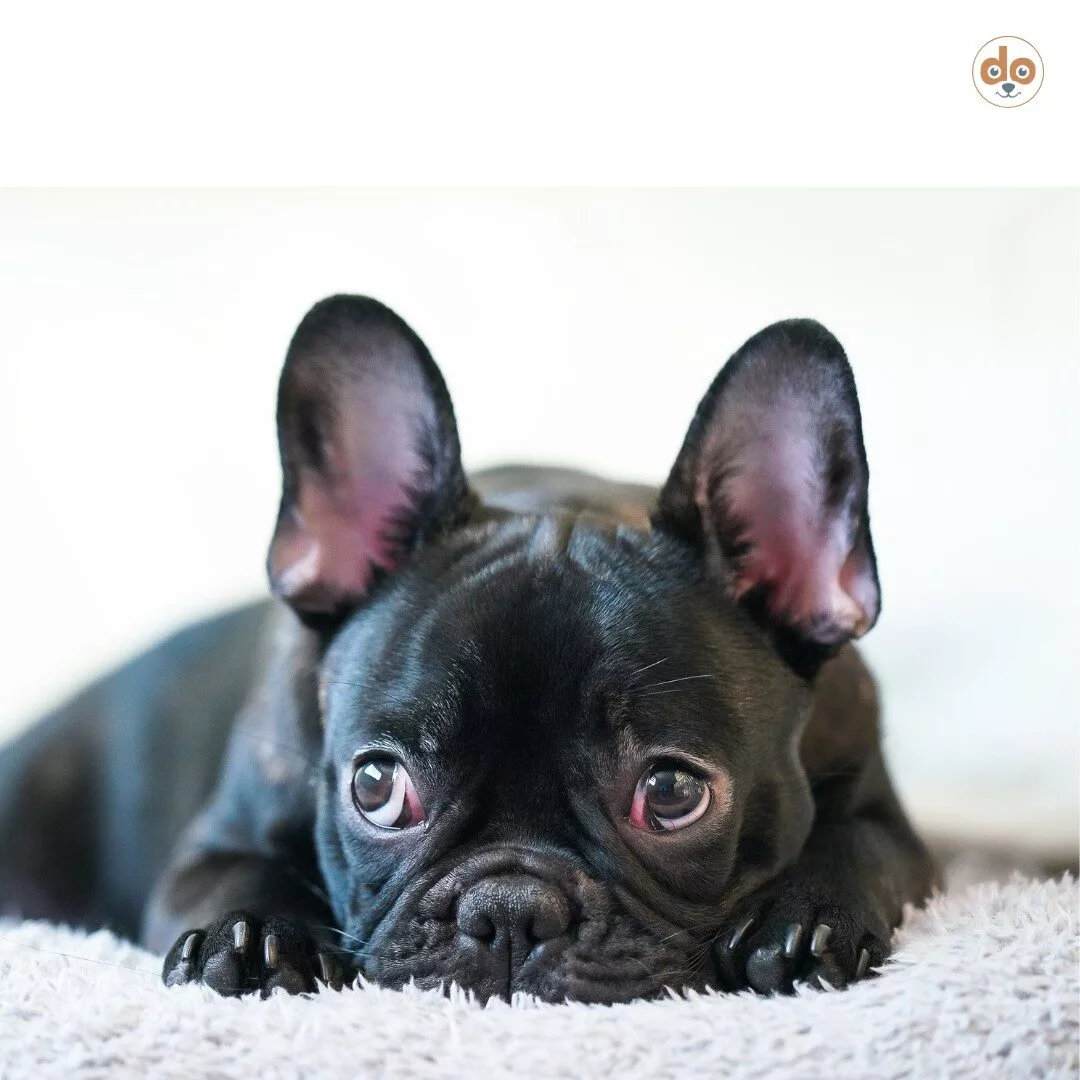 Französische Bulldogge mit leicht geröteten Augen