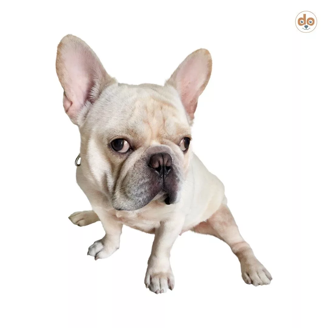Französische Bulldogge mit Strabismus divergens (nach aussen schielen)